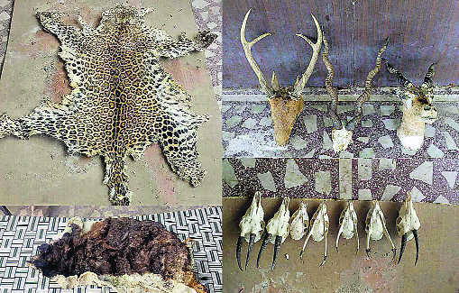 Poaching cartel busted