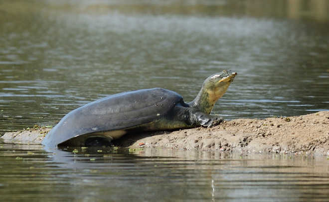 Turtle conservation project in K’shetra awaits CM’s nod