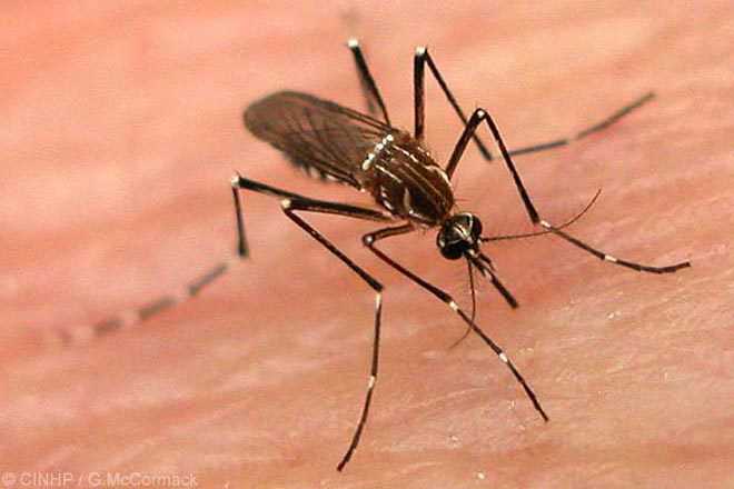 Sudden spurt in patients with dengue symptoms