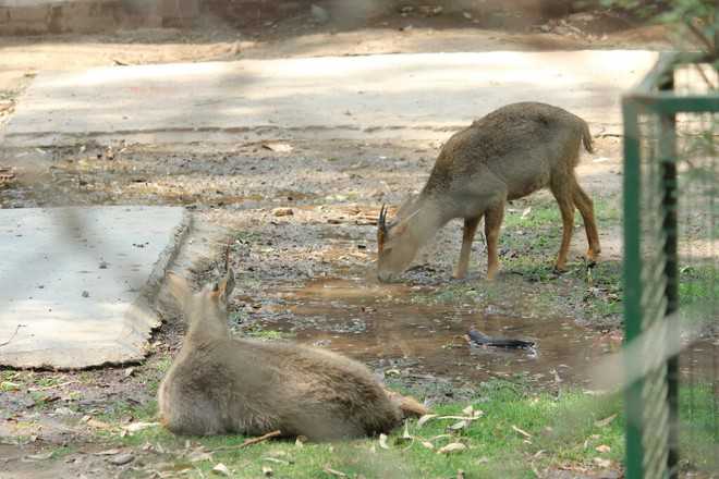 39 animals adopted at Chhatbir Zoo in 2016-17