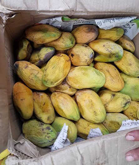 180 kg of mangoes destroyed