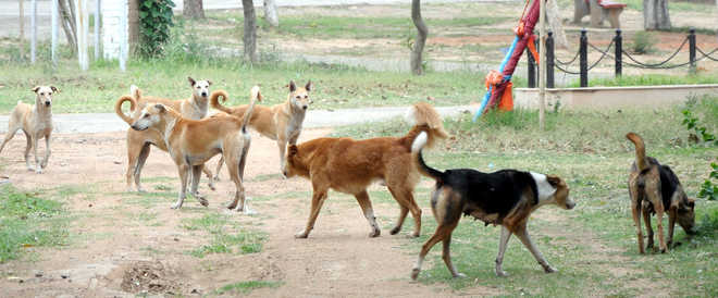 Finally, Panchkula ropes  in firm to sterilise canines