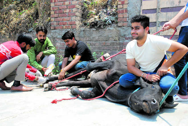 Animals in distress find young saviours