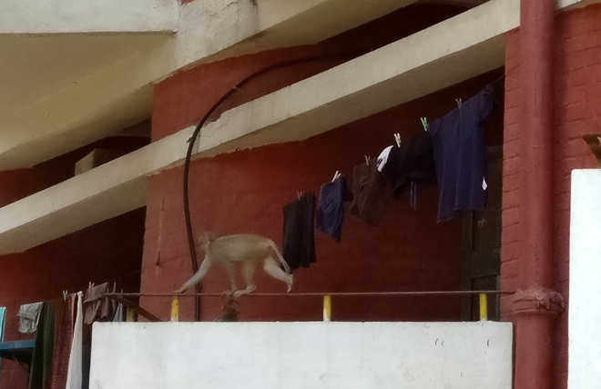 At PU, marauding monkeys have a field day