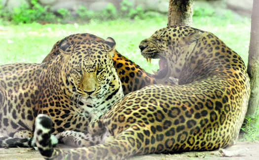 Soon, Chhatbir Zoo to become hotspot for wildlife enthusiasts