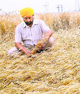 Farm loan waiver: Panel report likely by June 15