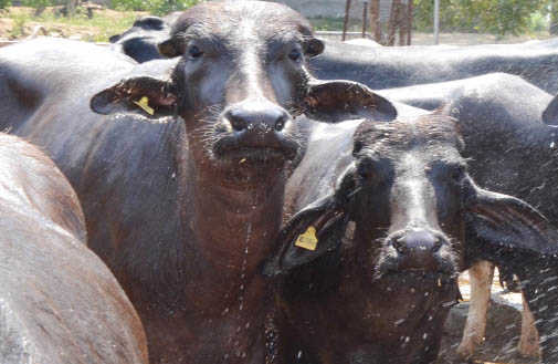 Cattle can’t be sold in market for slaughter