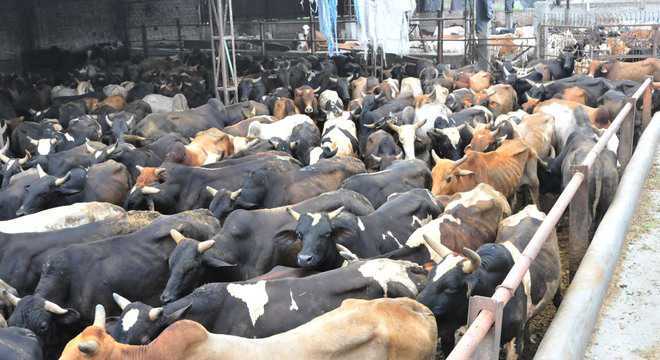 Madras HC stays Centre’s new rules on cattle trade