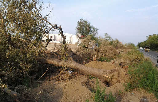 20,000 trees being axed along Ropar-Phagwara highway