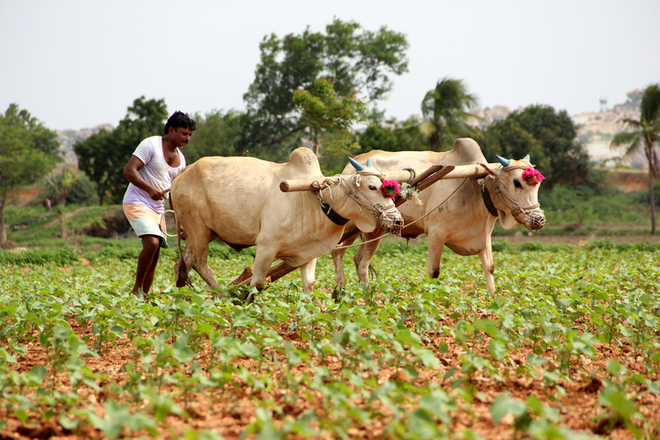 Maharashtra CM announces Rs 34,000-crore debt relief to farmers