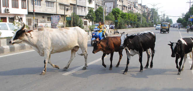 No end in sight to stray cattle menace in city