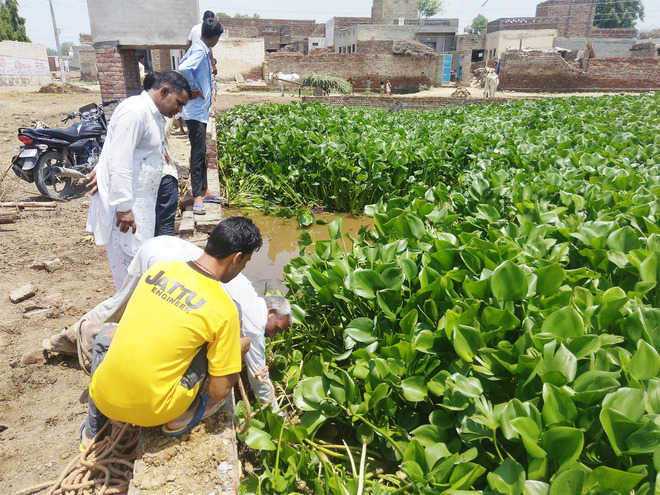 Hyacinth clogs Abohar village ponds