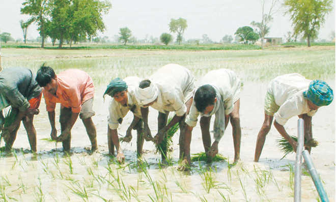 Despite labour crunch, no takers for paddy transplant machines