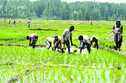 Report: More farm labourers killing self than farmers