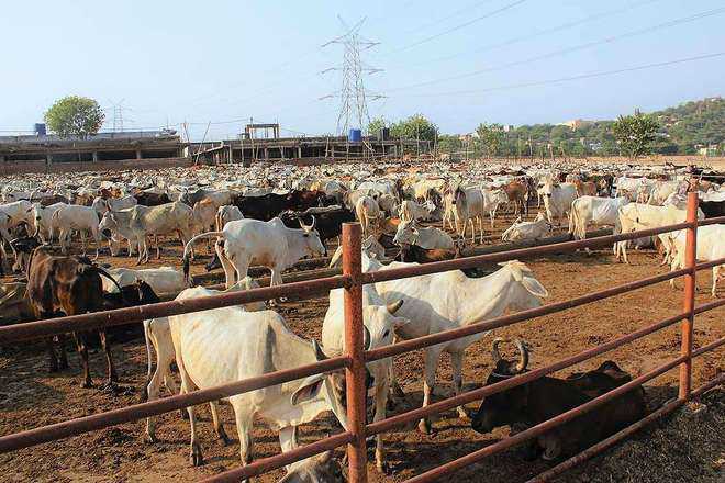 21 cows die at govt cattle shelter in Kurukshetra