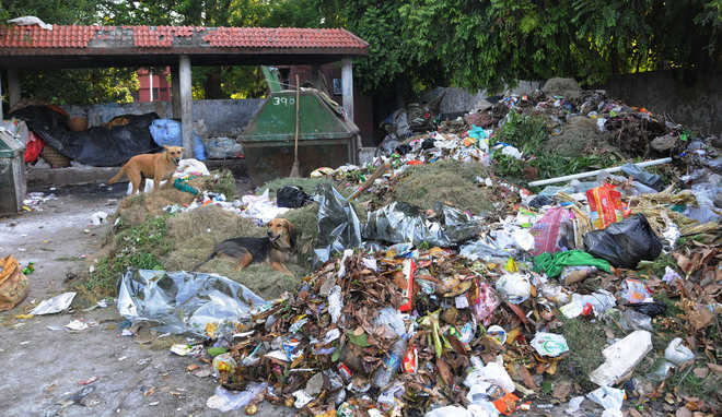 Garbage raises stink in Chandigarh