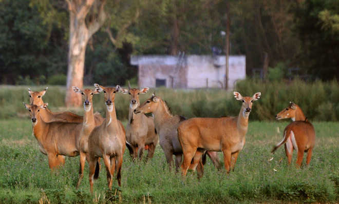 Punjab eases rules for shooting crop damaging animals
