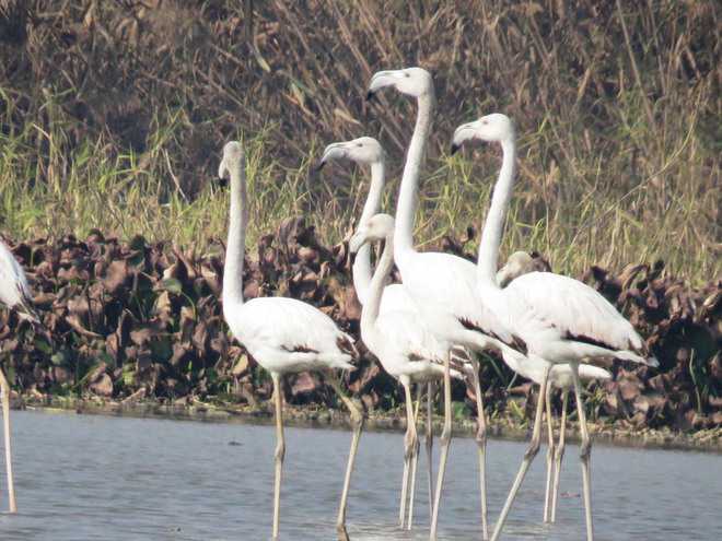 Amritsar Bird Club roots for avian tourism