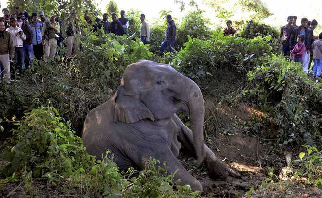 40 elephants killed between 2014-17 on rail tracks: Govt