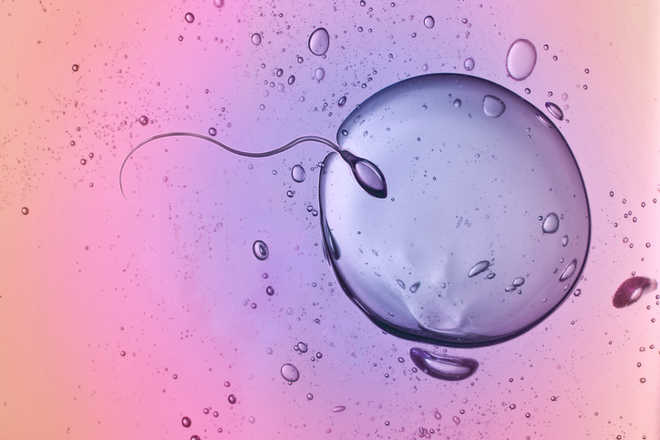 Significant decline in sperm counts in Western men