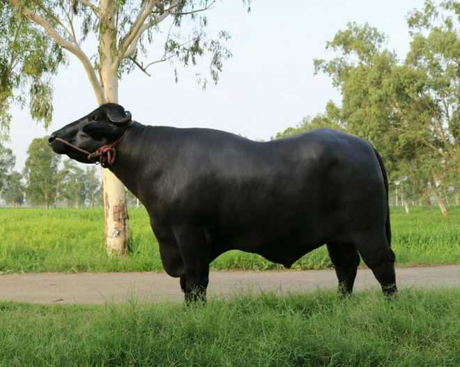 Fazilka’s Daara, Sikander among country’s big bulls