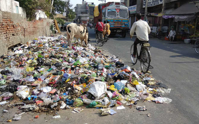 Garbage heaps pose threat of vector-borne diseases : The Tribune India