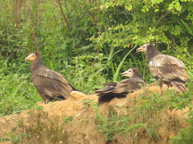 Vulture population rises in Ropar