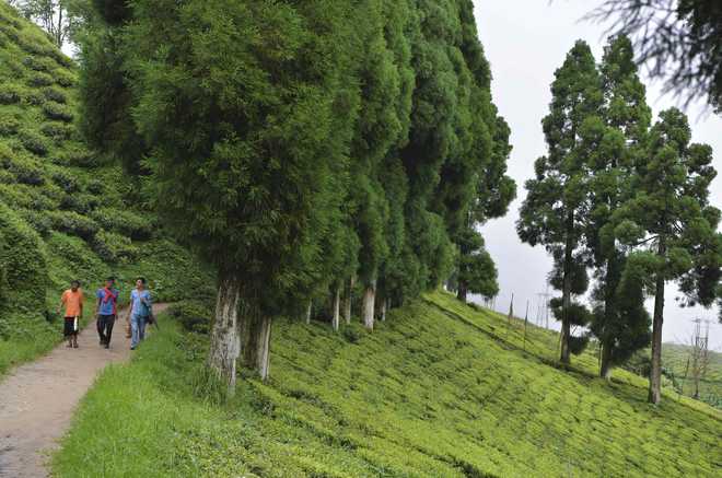CA firm to assess tea crop loss due to Darjeeling shutdown