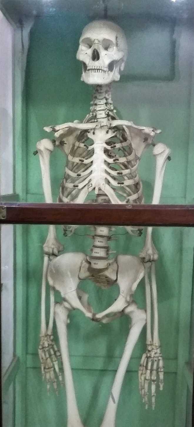 To study anatomy, Travancore king got made ivory skeleton in 1853