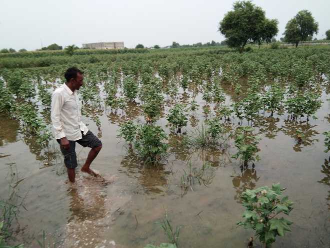 Double whammy for rain-hit Hisar farmers