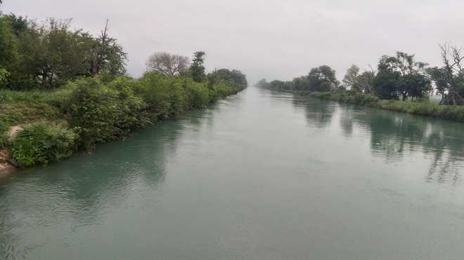 Wild growth along Bhakra canal, villagers fear flooding : The Tribune India