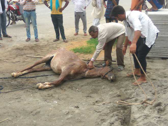 Beastly act: Horse ‘strangled’ in Jind