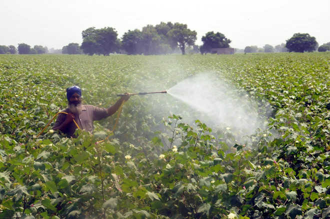 Another pesticide disaster looms, farmers panicky