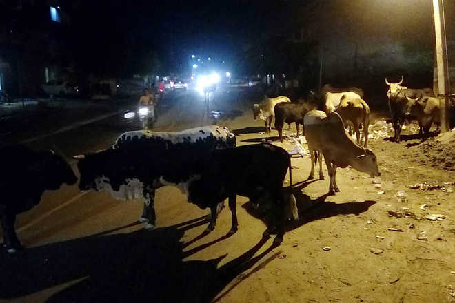 Stray cattle cause 2 more accidents