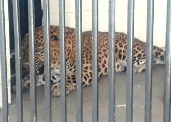 Leopards finally arrive at Bir Talab zoo