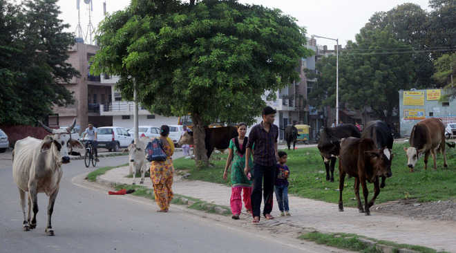 Stray cattle have a free run, authorities mum
