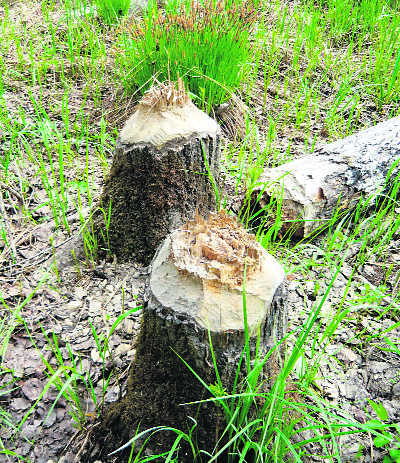 FIR to be lodged for axing trees