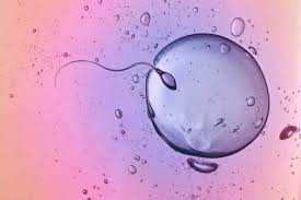 Sperm cells created from ear tissue may treat male infertility
