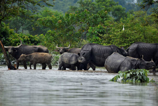 140 animals, including 7 rhinos, found dead in flood-hit Kaziranga Park