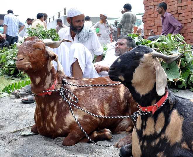 Sacrificing goats on Bakrid bad like Triple Talaq: RSS Muslim wing