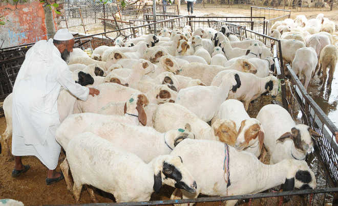 Goat market witnesses sound trade