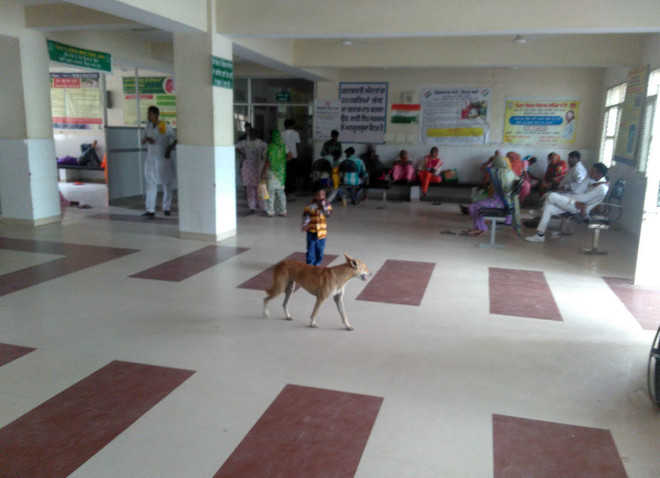 Stray dogs roam in govt hospital