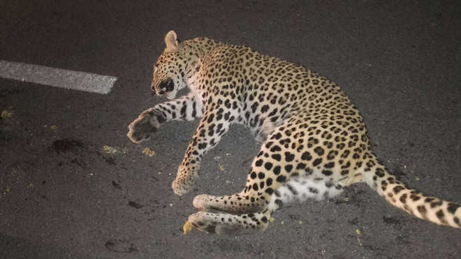 Leopard found dead