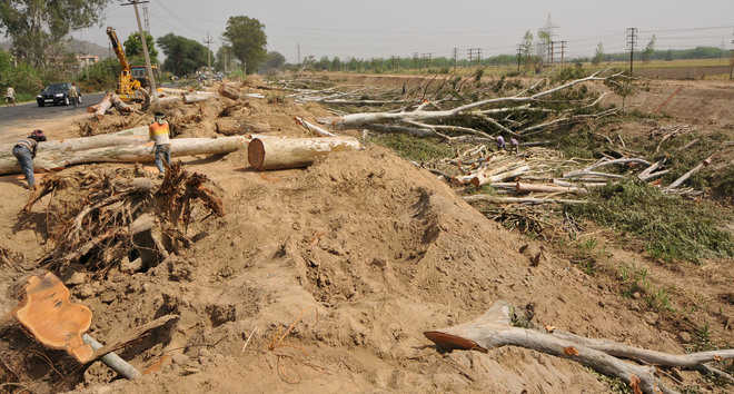 NGT summons records on felling of trees along canal