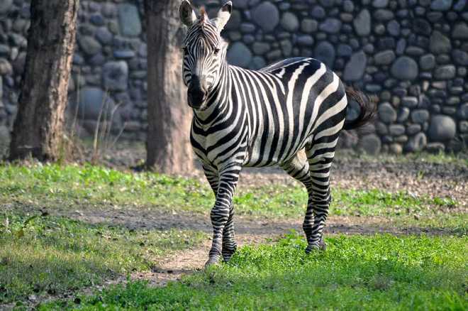Lone zebra at Chattbir zoo dies