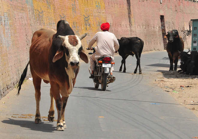 cow on road punjab