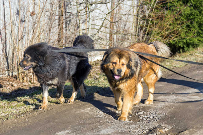 Once prized, Tibetan mastiffs abandoned in China