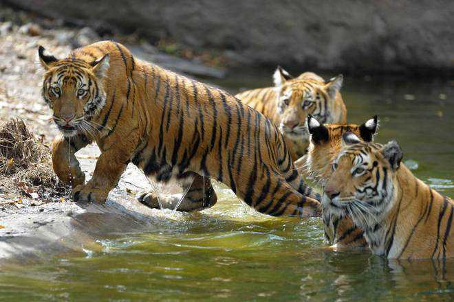 Now, tiger conservation at Nandhour sanctuary