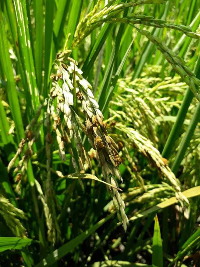 Paddy under plant hopper, false smut attack in Karnal : The Tribune India