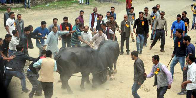 HC seeks state’s reply on bull fight